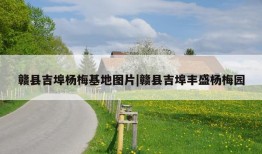 赣县吉埠杨梅基地图片|赣县吉埠丰盛杨梅园