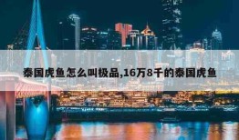 泰国虎鱼怎么叫极品,16万8千的泰国虎鱼